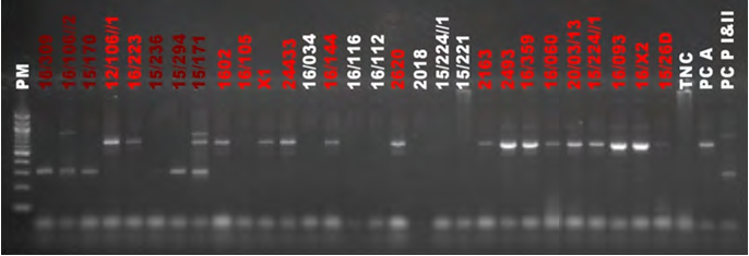 Figure 2: Multiplex PCR amplification from PsI. PM: 100 bp molecular weight markers; TNC: Negative control; PCA: Positive control C. albicans; PCP I & II: Positive control C. Parapsilosis group I and group II With the PsII primer mix specific for C. dubliniensis, C. krusei, C. kefyr and C. glabrata, two 2 samples were positive for C. kefyr out of 42 samples tested (Figure 3).
