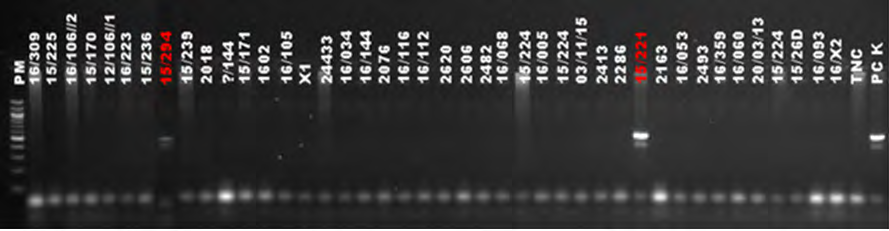 Figure 3: Multiplex PCR amplification from PsII. PM: 100 bp molecular weight markers; TNC: Negative control; PCK: Positive control C. kefyr PCR using PsIII, which is specific for C. tropicalis I, C. tropicalis II and C. lusitaniae, yielded five (5) positive samples including four (4) samples for C. tropicalis group I and one (1) for C. lusitaniae (Figure 4).