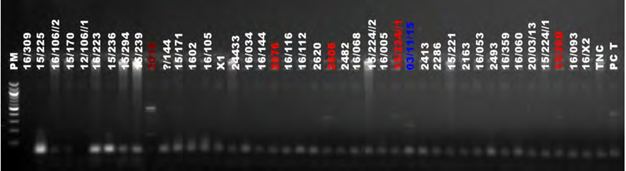 Figure 4: Multiplex PCR amplification from PsIII. PM: 100 bp molecular weight markers; TNC: Negative control; PCA: Positive control C. tropicalis type I