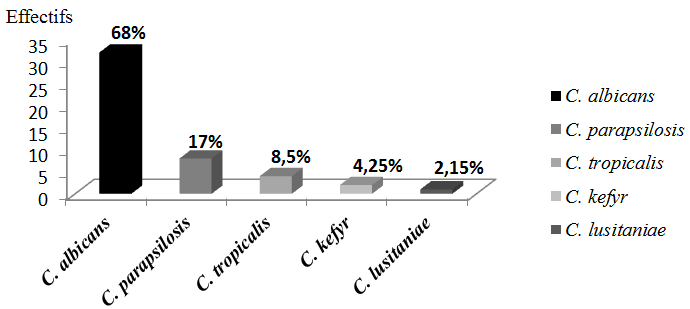 Figure 5: Frequency of the different Candida species identified.