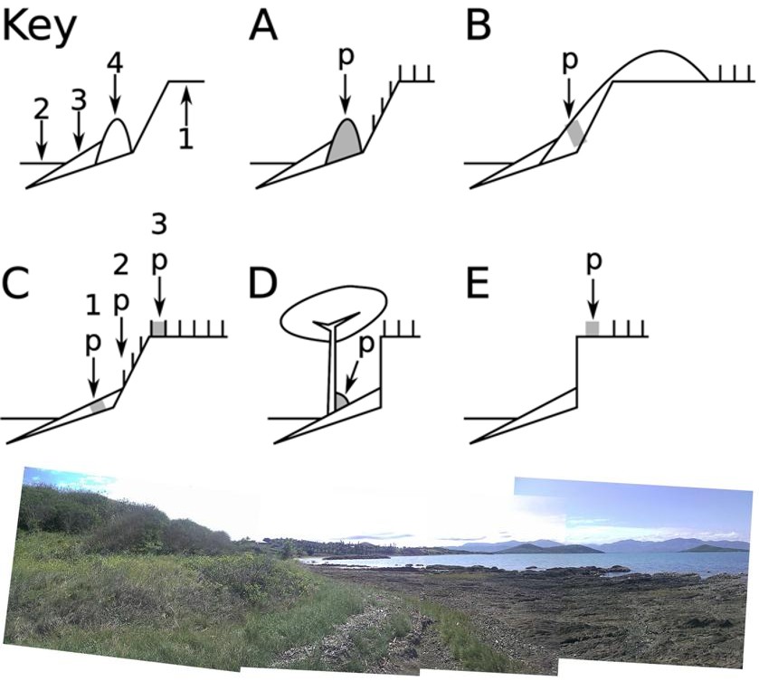 Figure 5: Profile view of New Caledonian beach morphotypes [29,30]. Key: (1) underlying geology forming a beach platform backed by a hill or cliff, (2) sea level as represented by mean low tide, (3) intertidal beach sediments, and (4) subaerial backshore sediment deposit (ridge, berm, or dune). Grey shading represents pumice deposit, marked by t he letter “p” with an arrow pointing toward the deposit. (A) Beach with ridge or berm; landward boundary is a hill, cliff, or seawall; pumice occurs in the backshore deposit. (B) Beach with climbing dunes; pumice occurs in strandlines in the upper foresh ore or lower backshore. (C) Bermless beach; landward boundary is hill or cliff; pumice occurs in strandlines located in one of three (1) in the backshore, (2) trapped in grass at the base of the landward hill, (3) trapped in the grass at the top of the low (<1 m tall) landward cliff. (D) Bermless beach with tall cliff; pumice occurs in small sediment deposits trapped behind trees in the foreshore. (E) Bermless beach with low seawall; pumice occurs in strandlines perched above seawall.