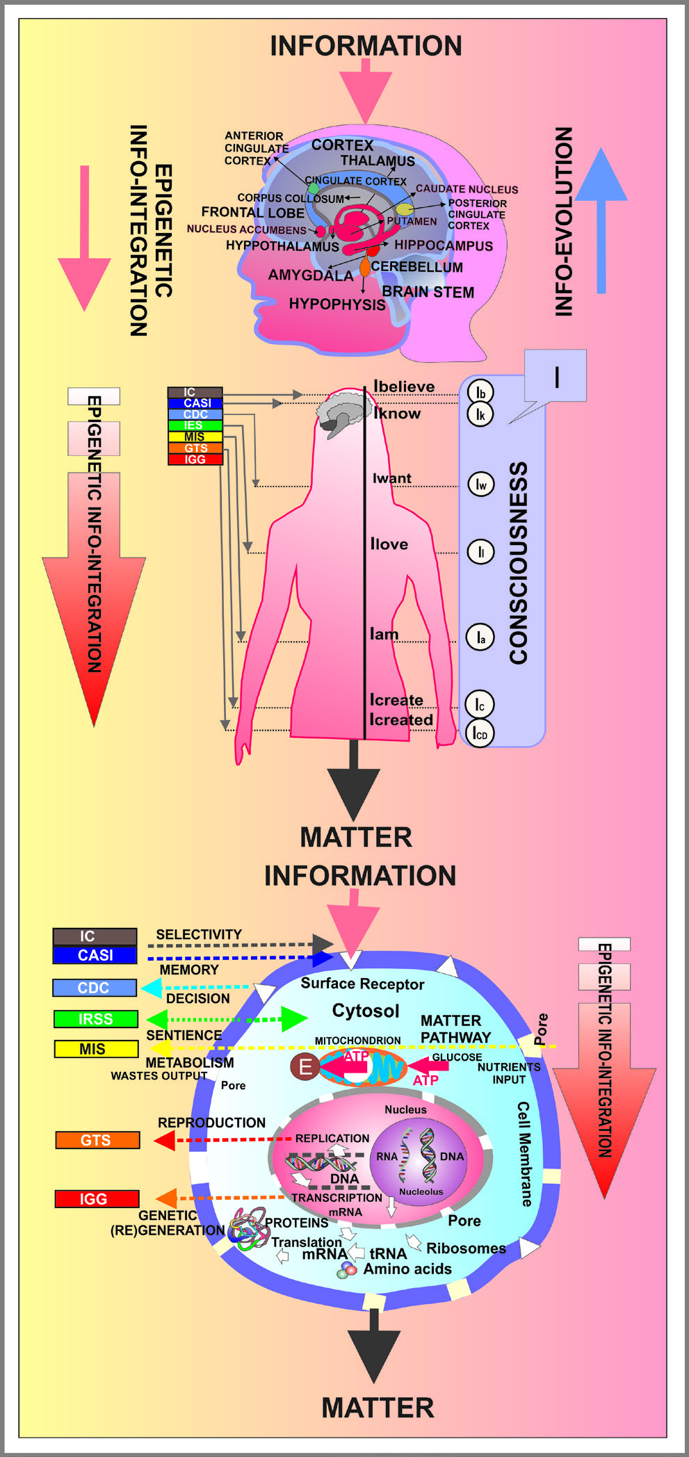 Figure 1: The integration of the external cue/ stress environment information is performed by epigenetic processes [16,32], as it is represented by the info-integration pink arrow in the left upper side of Figure 1.