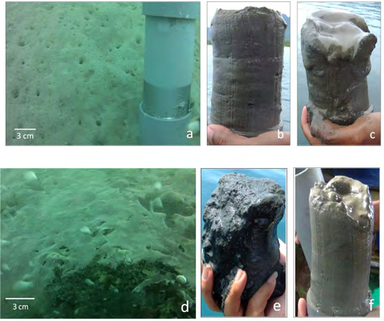 Figure 3: Typical sediment conditions at selected fish farms and reference locations: Seafloor (a) and sediment core (b) at reference location 12; sediment core at Fish Farm 18 (c); Seafloor (d) and sediment core (e) at Farm Cluster 21; sediment core at reference location 7 (f).