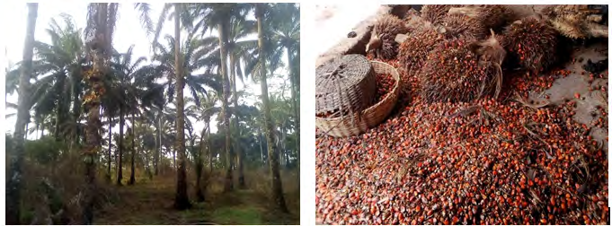 Figure 4: Palm trees Figure 5: Palm nuts (3)