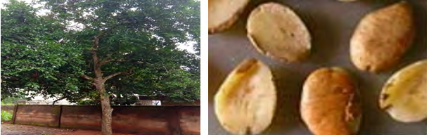 Figure 6: The Kolanut tree Figure 7: Kolanut seeds With all its significance within the study area, kolanut is demanded and presented in all traditional events, during which it is blessed, broken and eaten before progressing in the social activity [36]. Kola nut is one of the plants in Igbo land as well as in Nsukka which has become popular because of its use at various ceremonies. The kolanut signifies togetherness, unity and general love of one another and general co-existence of the people. Unlike in some other parts of the Igbo culture area, in Nsukka, kolanut is broken before being used to bless the people and the land. This is usually done by the eldest in age or by locality.