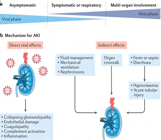 Figure 6: Pathogenesis of AKI in patients with COVID-19 AKI.
