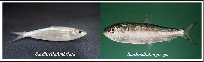 Figure 1: Samples of lesser and oil sardine species _S._