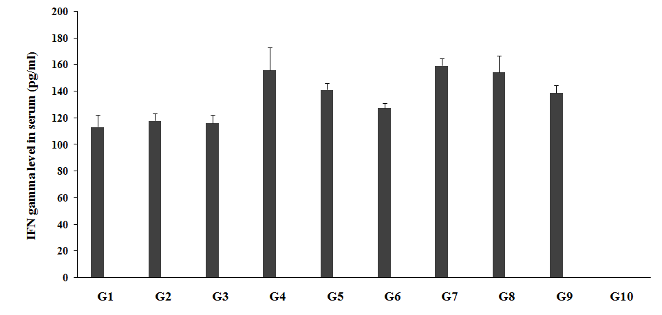 Figure 4: Expression the level of serum IFN-γ after treatment with the Biofield Treated/Untreated proprietary test formulation and Biofield Energy Healing/Blessing per se to Sprague Dawley rats.