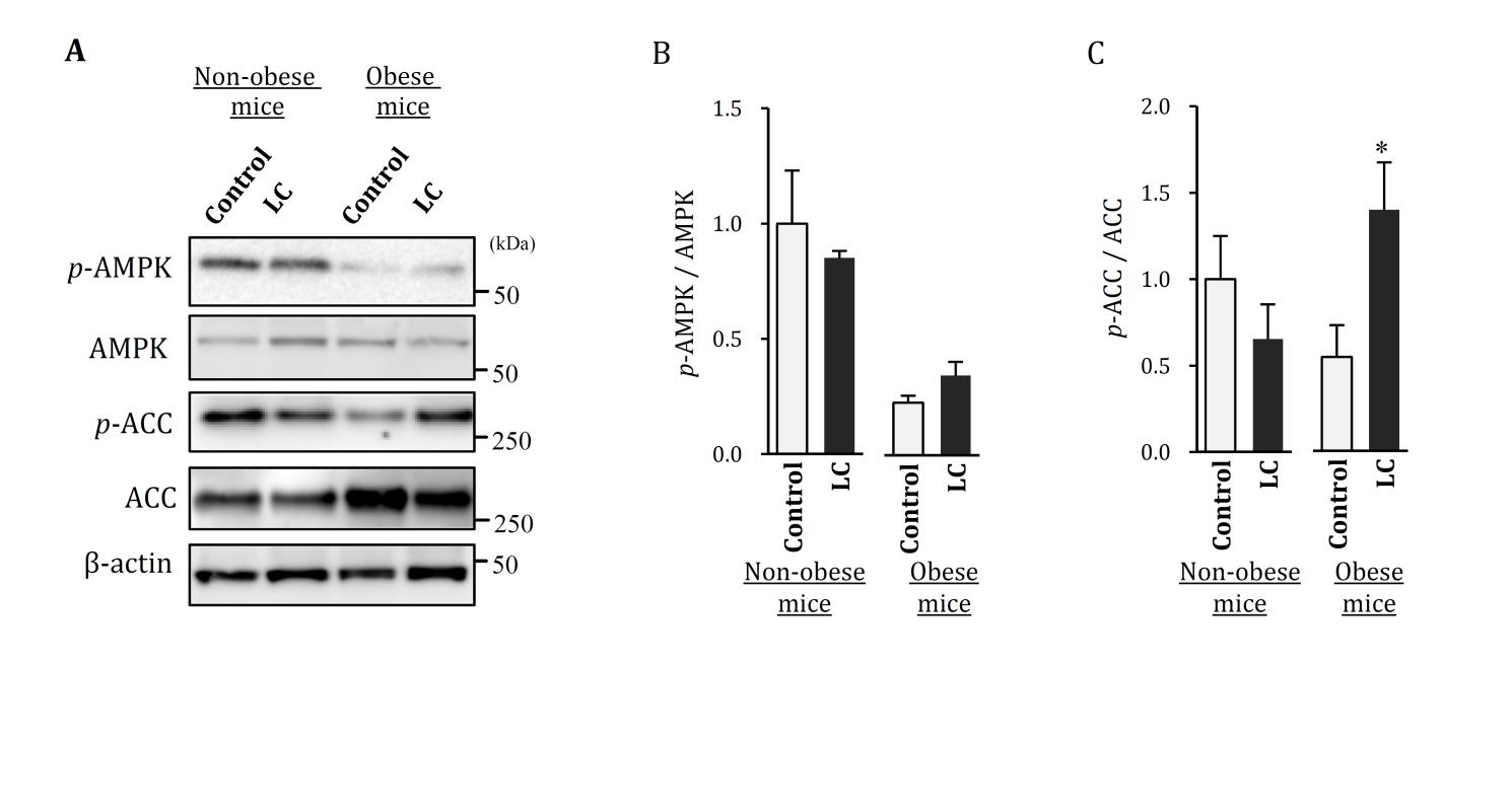 Figure 4: Hepatic mRNA expression in obese and non-obese mice fed LC diet. Control: control diet, LC: low-carbohydrate diet. Data shown are the mean ± SEM. *p < 0.05 vs Control by Mann-whitney U-test.