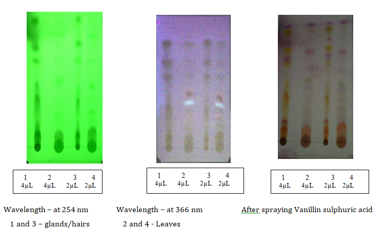 Figure 2: TLC fingerprint profiles of Mallotus Philippensis (Lam.) Muell Arg. glands/hairs and leaves.