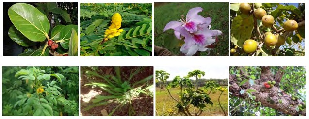 Figure 5: Distribution of Plant Habit.