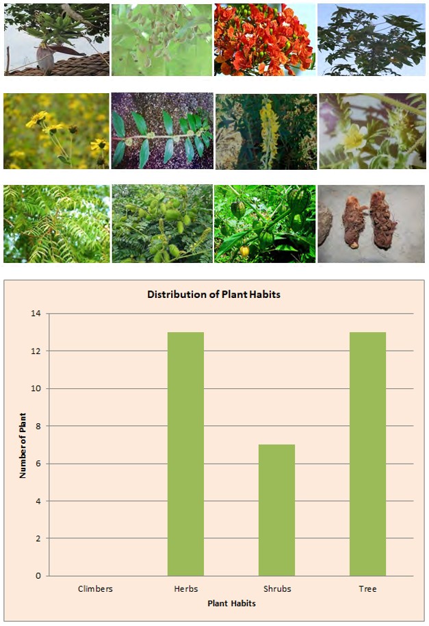 Figure 6: Top Families of Medicinal Plants.