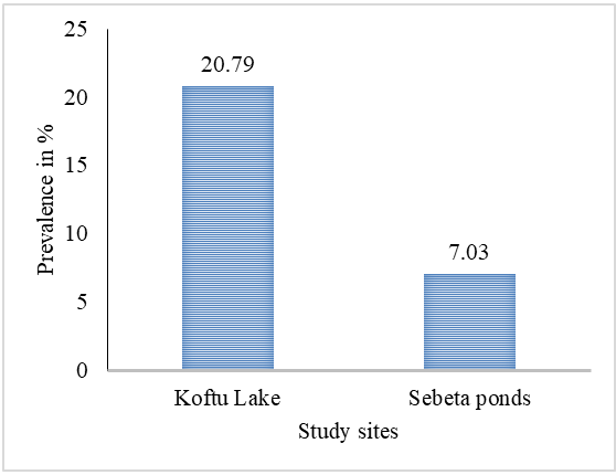 Figure 4: Prevalence of cestode plerocercoides in Koftu Lake (n=101) and Sebeta ponds (n=128).