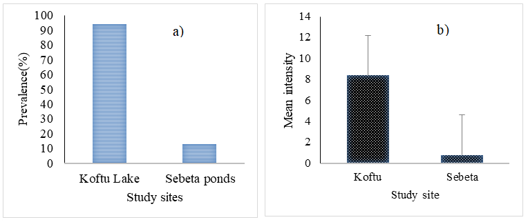 Figure 6: The a) prevalence and b) mean intensity of Tylodelpyes sp. in Koftu Lake (n=101) and Sebeta ponds (n=128).