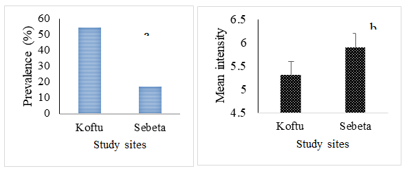 Figure 8: The a) prevalence and mean intensity of Contracaeum sp. in O. niloticus from Koftu Lake (n=101) and Sebeta ponds (n=128).