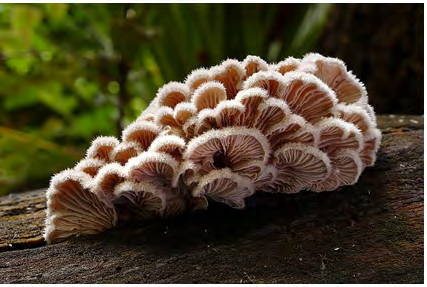 Figure 3: Schizophyllum commune (Photo was taken by Bernard Spragg, Locality: from Christchurch, New Zealand. Cited in https://en.wikipedia.org/wiki/Schizophyllum commune).