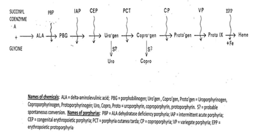 Figure 1: Heme Biosynthesis path and associated porphyrias.