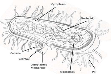 Figure 1: Mycobacterium Tuberculosis.
