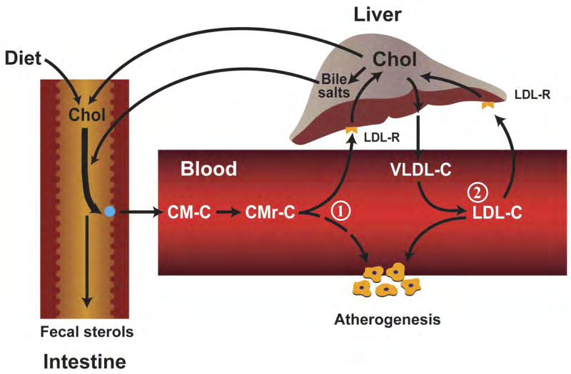 Figure 2: Atherogenic potential of intestinally-derived lipoproteins.