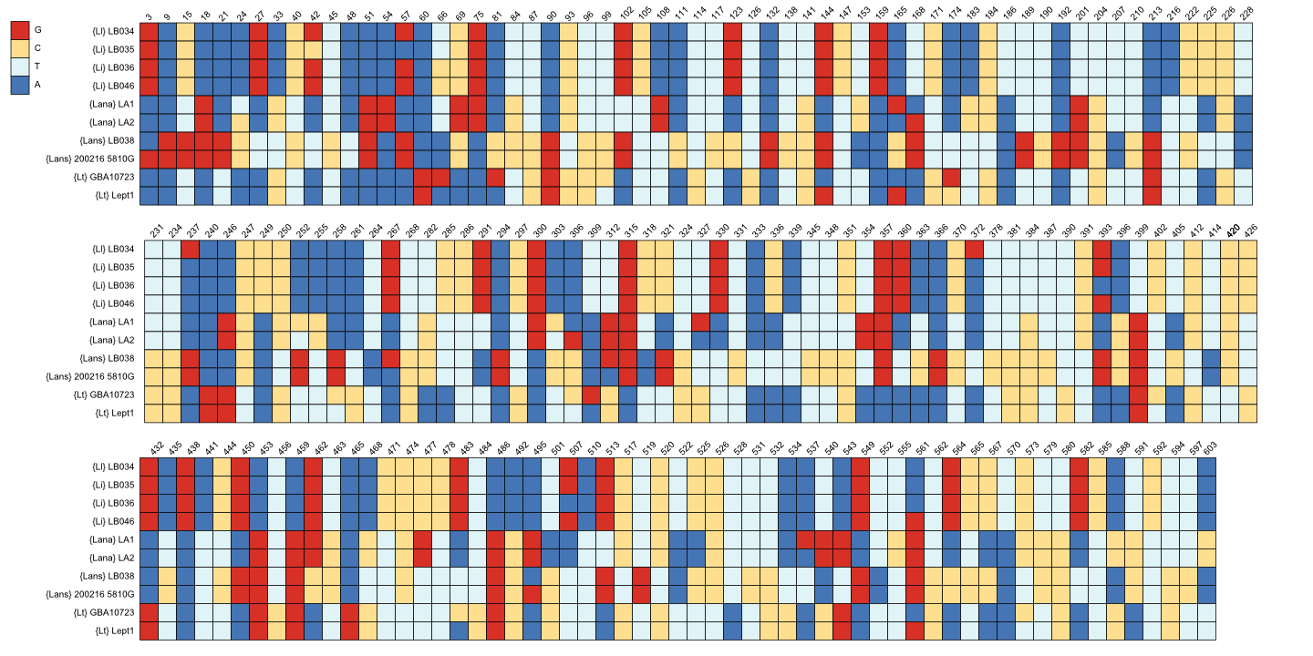 Figure 3: Diagnostic (parsimony informative) characters for some {Ll}, {Lana}, {Lans} and {Lt} individuals in the COI dataset.
