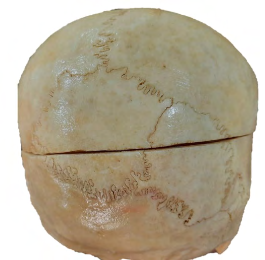 Figure 2: Photograph of two large inca bone.