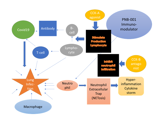 Figure 12: Working hypothesis of COVID-19 invention and therapeutic interventions.