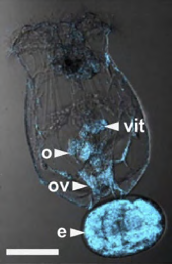 Figure 2: Courtesy ref no-2-Cells surrounding the egg (e) of Brachionus manjavacas are stained by antibodies to progesterone (blue). Organelles are designated as follows: vit, vitellarium (yolk gland); o, ovaries; ov, oviduct; e, egg. Scale bar: 100 μm.
