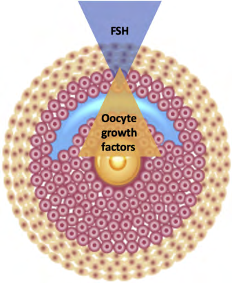 Figure 5: Courtesy ref no-2-Competition between oocyte and follicle-stimulating hormone for the control of granulosa cells.
