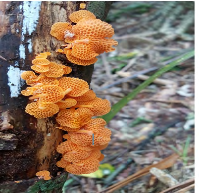 Figure 1: Favolaschia calocera, (Photo was taken by: Mikey Watson. Locality: New Zealand, Auckland, Rhinevale close Henderson Auckland (Cited in: https://mycoportal.org).