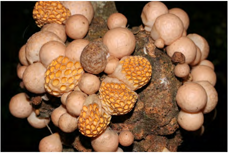 Figure 3: Cyttaria gunnii, (Photo was taken by: Kristof Zyskowski. Locality: Australia, Tasmania, Mount Field National Park, National Park, Tasmania, Australia (Cited in: https://mycoportal.org).