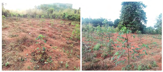 Figure 4: Ceiba plant at 2 months after transplanting Ceiba at 3 months after transplanting.