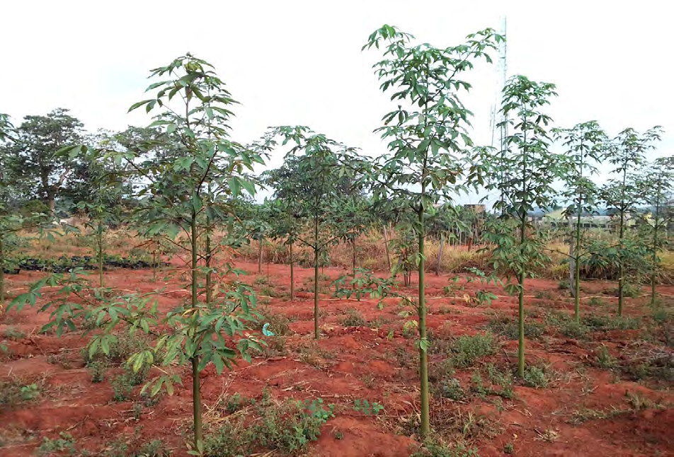 Figure 6: Ceiba plants at 6 months after transplanting.