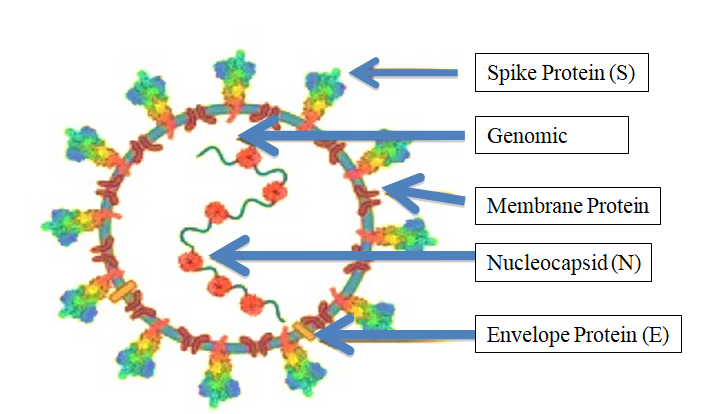Figure 1: SARS-CoV-2 virion, genome and strategies for stabilizing the spike protein. A cartoon picture of SARS-CoV-2 virion with structural proteins (spike S), membrane (M), nucleocapsid (N) and envelope (E)) and genome were shown.