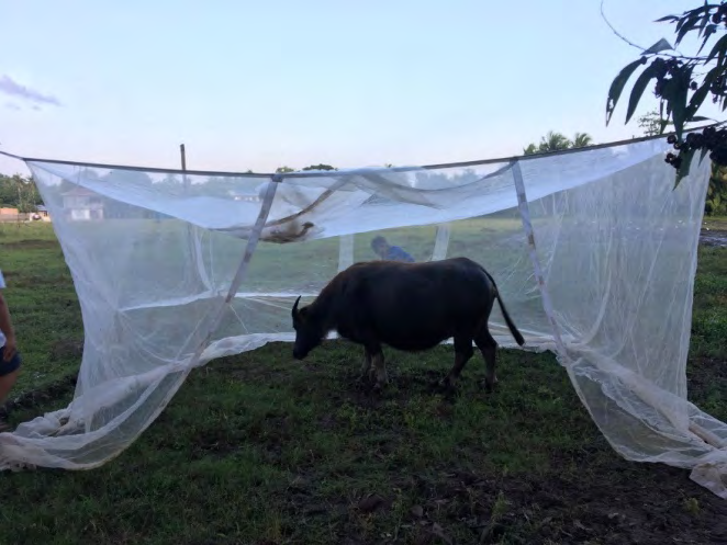 Figure 2: Carabao-baited trap used to collect adult _Anopheles_ mosquitoes for susceptibility testing.