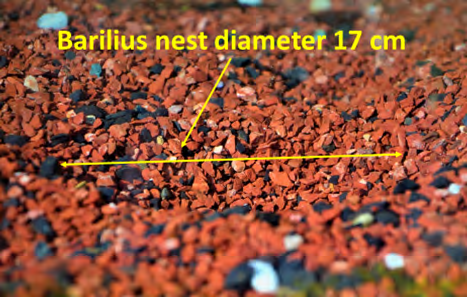 Figure 10: Biggest breeding nest made by dominant male.