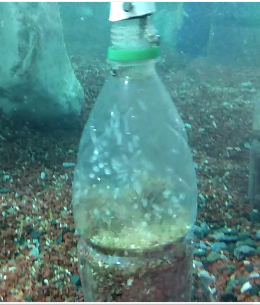 Figure 3: Diagrammatic representation of Under Gravel filtration process in aquarium.