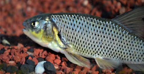 Figure 7: Rival male showing less coloration of body and fins and comparatively small tubercles on snout region.