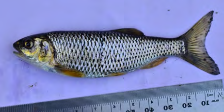 Figure 8: Mature female showing bulgy abdomen and intensified coloration of fins