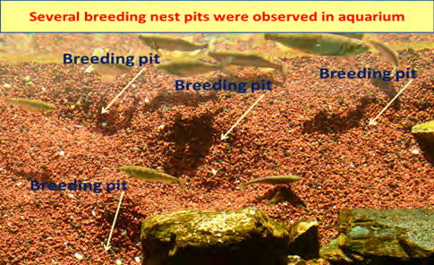 Figure 9: Several breeding nest pits observed in aquarium top view.