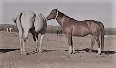 Figure 2: An example of the behavior “Nose touch other’s body”.