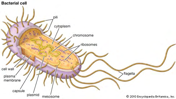 Figure 1: Diagram of a bacterial cell showing plasmid.