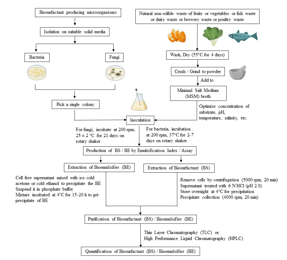 Figure 1: Flowsheet of overall process of Biosurfactant (BS) / Bioemulsifier (BE) production by microorganisms using agro- industrial waste.
