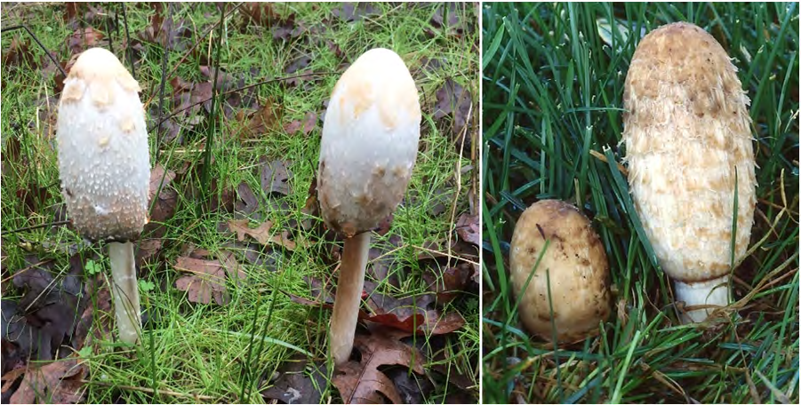 Figure 3: Coprinus comatus, Photo was taken by: Vera S. Evenson. Locality: USA, Colorado, Aspen; Hosted by: http://mycoportal.org).
