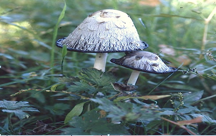 Figure 4: Coprinus comatus, Photo was taken by: Vera S. Evenson. Locality: USA, Colorado, Aspen; Hosted by: http://mycoportal.org).