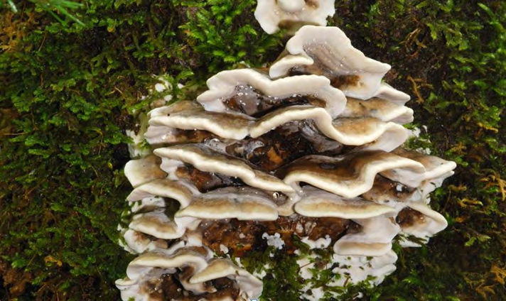 Figure 5: Bjerkandera adusta, (Photo was taken by: Renee Lebeuf. Locality: Canada, Quebec, MRC Maskinongé, Saint- Mathieu-du-Parc (Cited in: https://mycoportal.org).