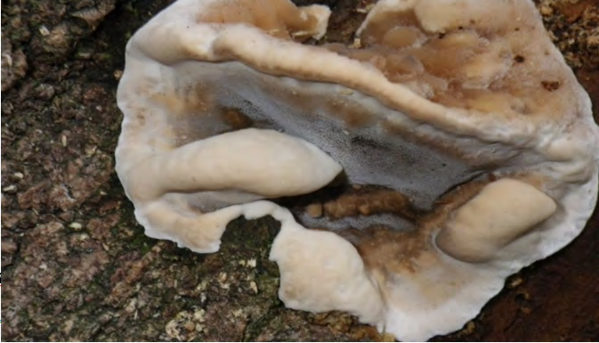 Figure 6: Bjerkandera adusta, (Photo was taken by Dominic. Locality: United States, California, Lodi Lake Park, Lodi, San Joaquin County, California (Cited in: https:// mycoportal.org).
