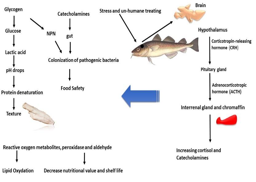 Figure 1: The Influences of Stress on Fish Welfare and Quality
