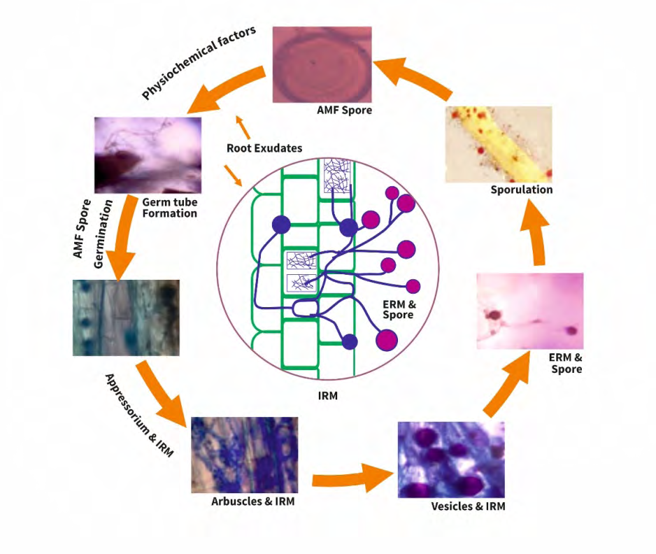 Figure 2: Structural characterization and development of AM Fungal infection with in the host cell and their life cycle in soil ecosystem.