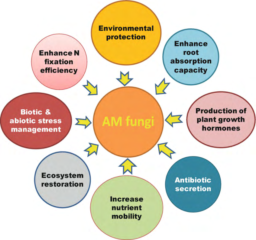 Figure 4: Graphical overview of the relationships between plants associated with AM fungi and their critical significance in agro ecosystems.