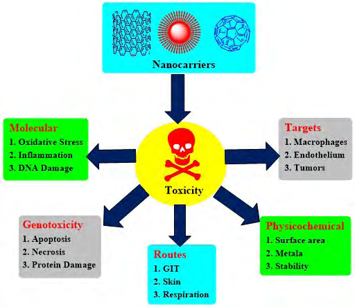 Figure 1: Consequences of nanocarrier toxicity.
